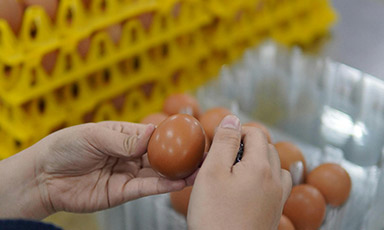 Poultry Industry